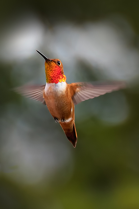 Rufous Hummingbird Greeting Card for Sale by Laura Macky