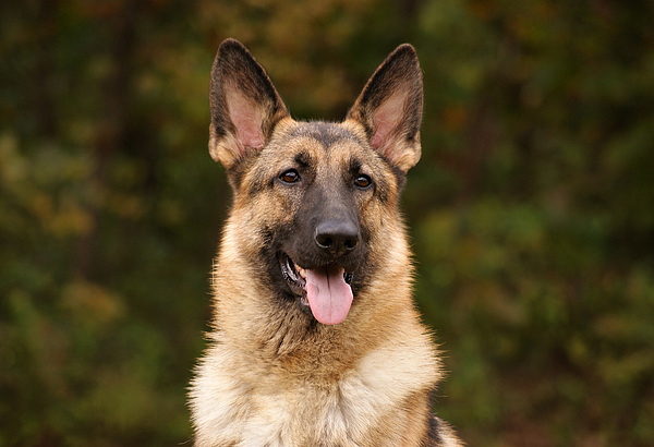 https://images.fineartamerica.com/images/artworkimages/medium/1/sable-german-shepherd-sandy-keeton.jpg