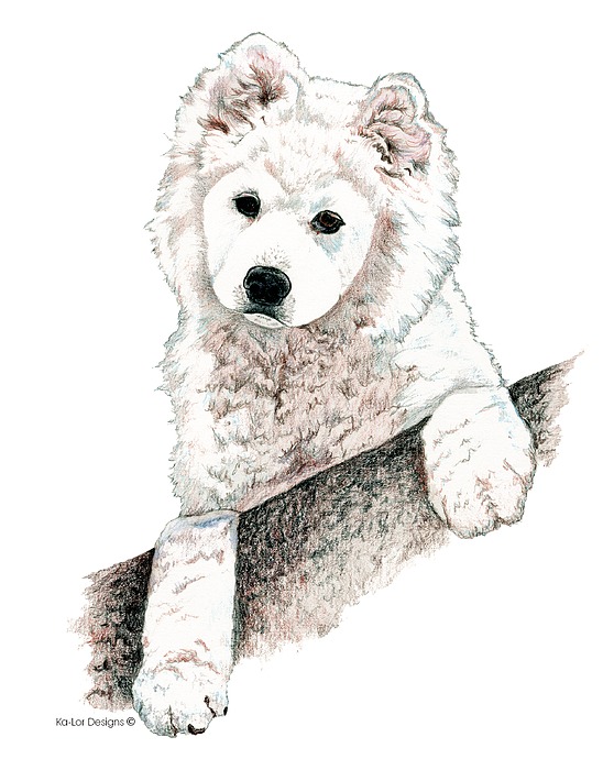 Samoyed Puppy Drawing