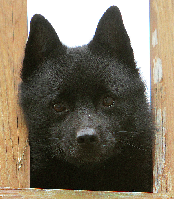 Schipperke rescue best sale near me