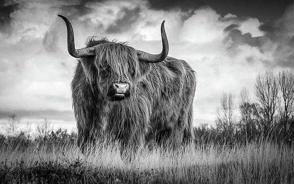 Scottish Bull On A Hill - Black And White Animals Art Photo Bath Towel by  Wall Art Prints - Pixels