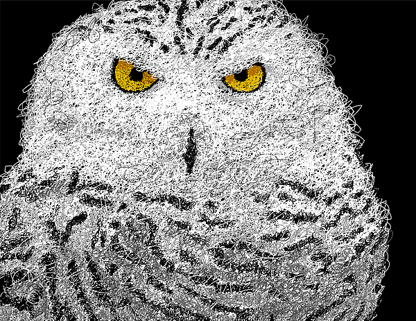 Nathan Shegrud - Digital Scribble - Snowy Owl
