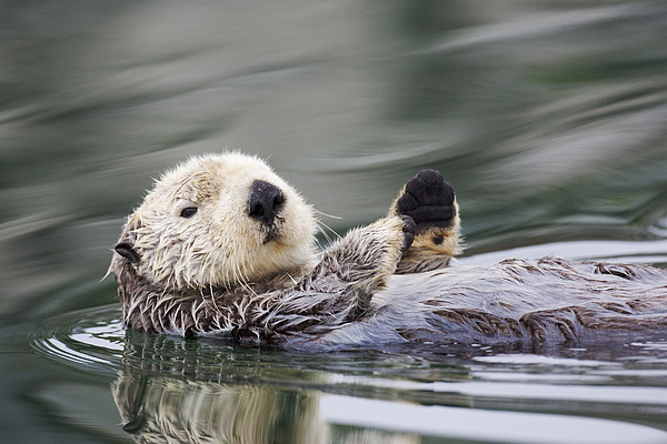 Sea Otter Waving Greeting Card for Sale by Tim Grams