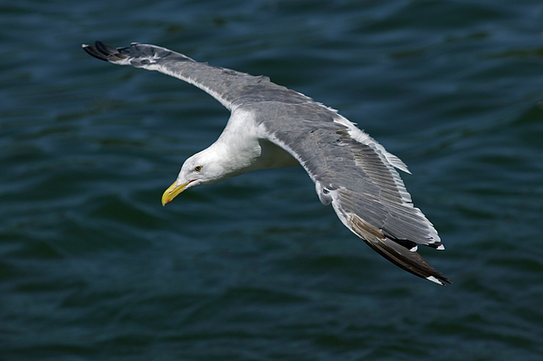 Seagull  In Flight Photograph