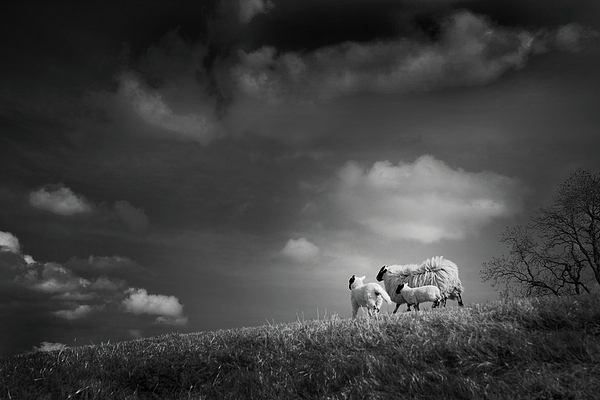 Sheep Clouds Photograph