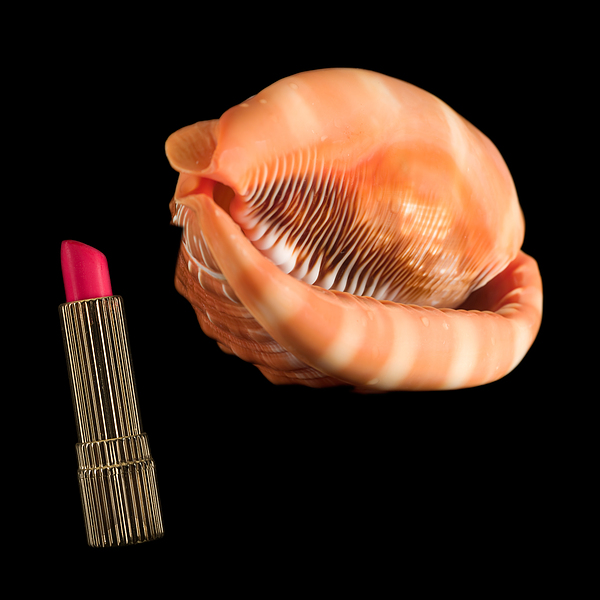 Shell Photographs