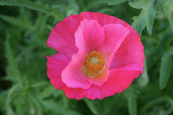 Shirley Poppy Greeting Card for Sale by Dave Pattinson
