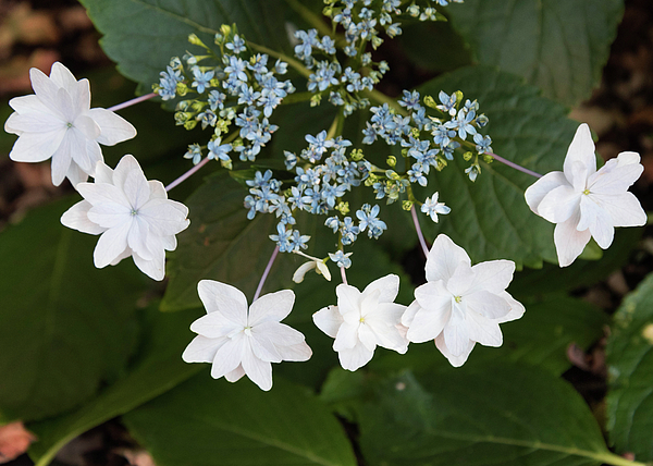 Image of Close-up of a single shooting star hydrangea flower