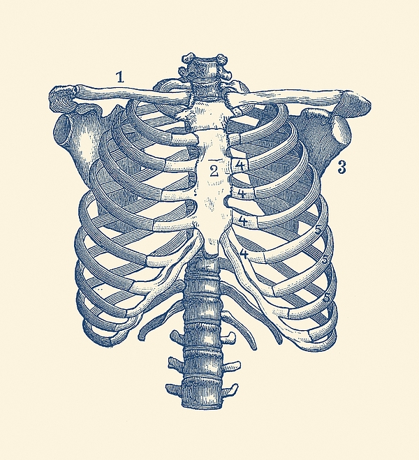 Shoulder and Rib Cage Diagram - Vintage Anatomy Poster Greeting Card ...