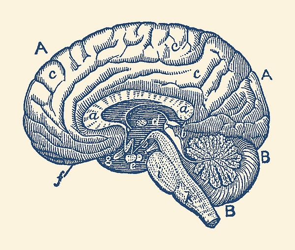 https://images.fineartamerica.com/images/artworkimages/medium/1/simple-brain-diagram-anatomy-poster-vintage-anatomy-prints.jpg