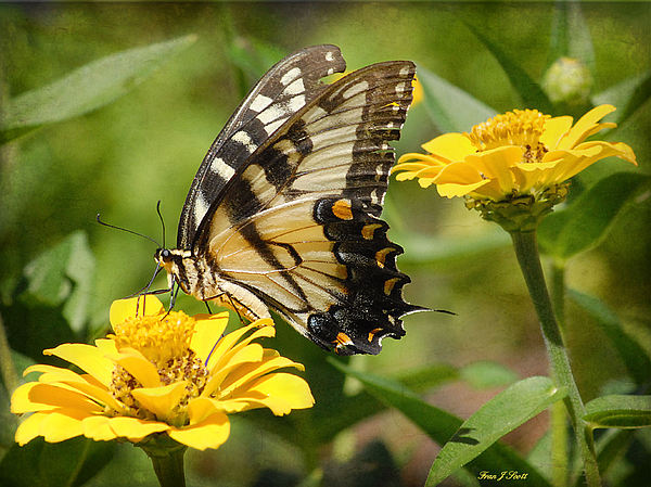 Flower Art
