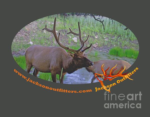 Six Point Bull Elk In Colorado Photograph