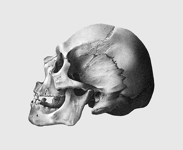 Skull #2 Digital Art