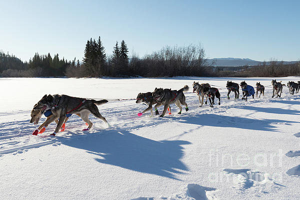 Siberian Husky sled dog pulling hard Jigsaw Puzzle by Stephan Pietzko -  Pixels