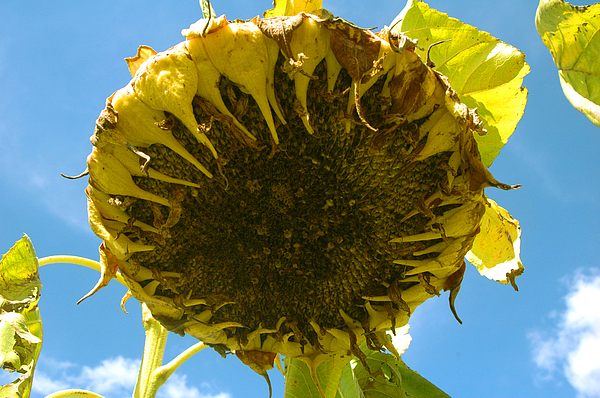 Sleeping Sunflower Photograph