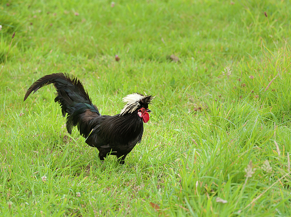 https://images.fineartamerica.com/images/artworkimages/medium/1/small-black-rooster-standing-in-a-green-meadow-stefan-rotter.jpg