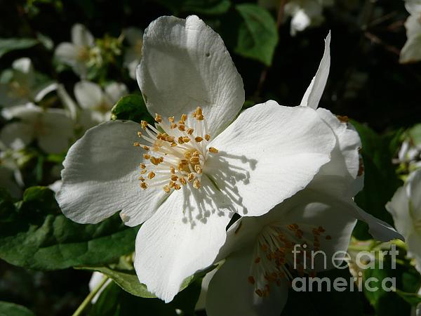 Jean Bernard Roussilhe - Small White Flower