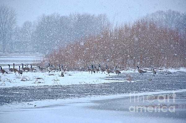 Kathy M Krause - Snow And Geese On The River