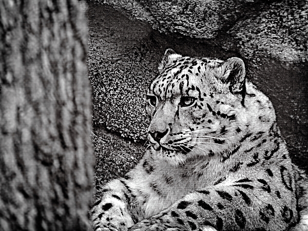 Lyuba Filatova - Snow Leopard