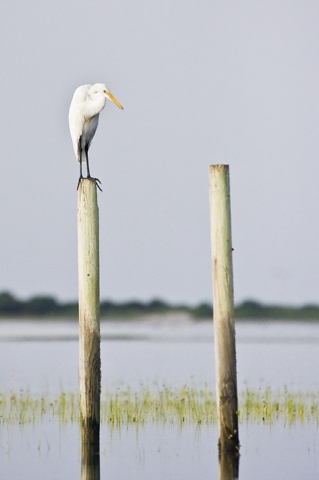 Snowy Egret On Pilings Photograph