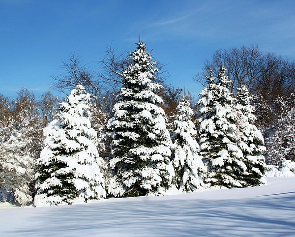 snowy evergreen forest