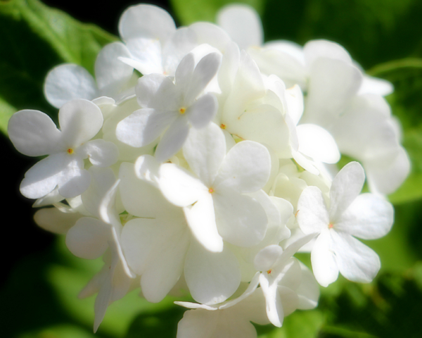 Soft White Angel Flower by Kathy Krause