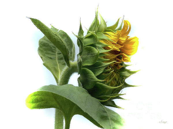 Sonnet Of The Sunflower Bonnet Digital Art