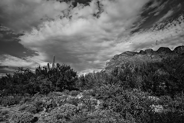 Sonoran Afternoon Bw42 Photograph