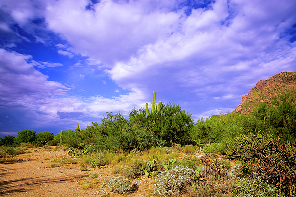Sonoran Afternoon H6 Photograph