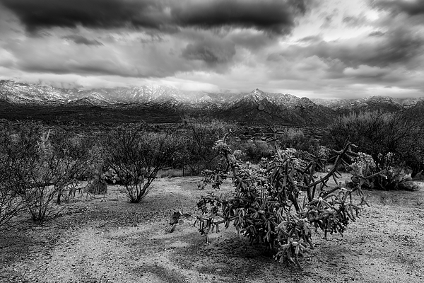 Sonoran Winter H45 Photograph