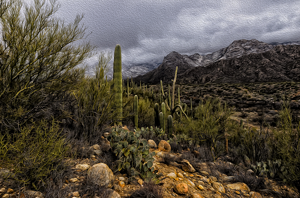 Sonoran Winter No.3 Photograph
