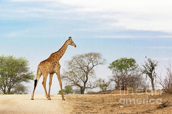 Giraffe hand online towels