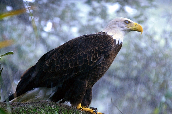 Randy Matthews - Wildlife_Southern Bald Eagle in the Rain