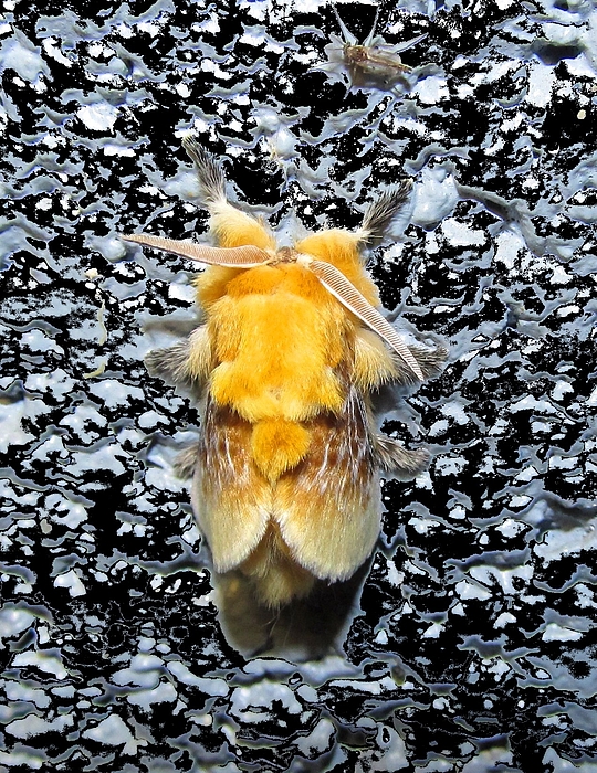 Copper Crest Shield Moth Photograph by Joshua Bales - Fine Art America