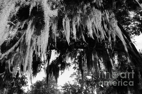 Evelyn Hill - Spanish Moss