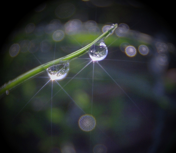 Sparkeling Dew Drops Photograph