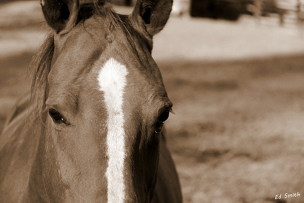 Animal Photographs