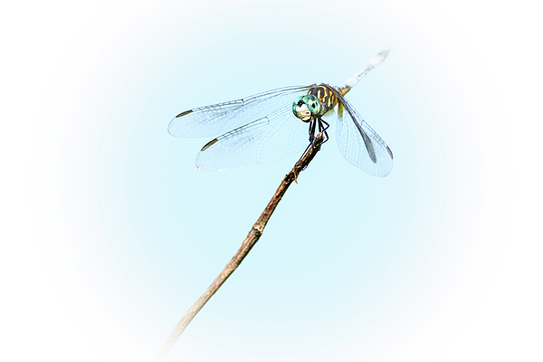 Debra Martz - Spotlight on the Cute Dragonfly
