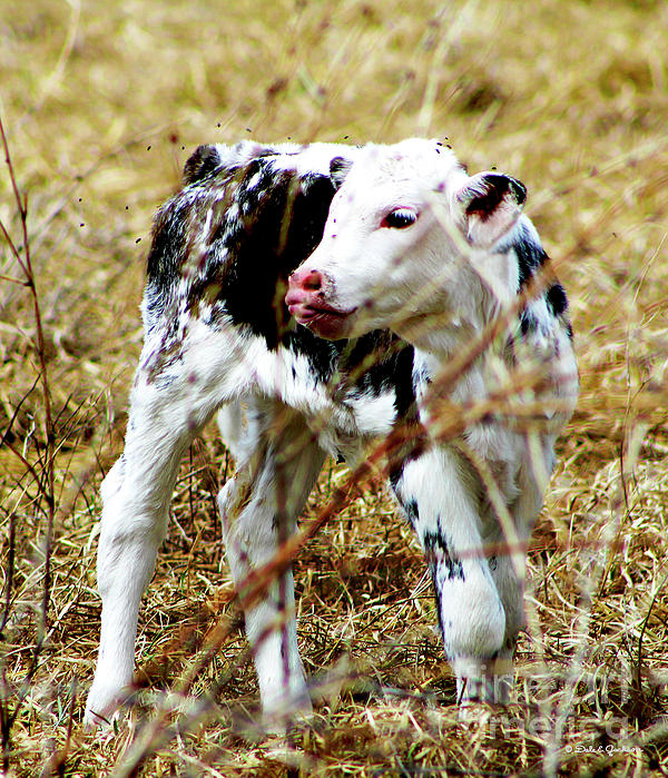 Feeding Frenzy Newborn