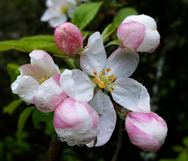 Teresa A Lang - Spring Apple Blossoms 