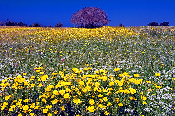 Flower Art