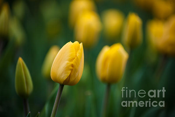 Wayne Moran - Spring Tulips Yellow