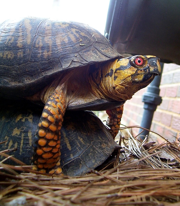 https://images.fineartamerica.com/images/artworkimages/medium/1/springtime-for-box-turtles-timothy-smith.jpg