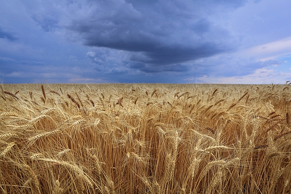 Lynn Hopwood - Stormy wheat field