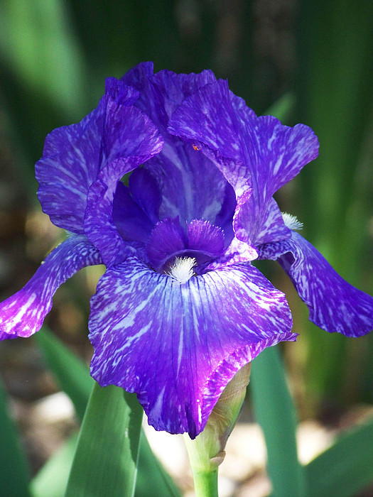 Kathy McClure - Striped Blue Iris