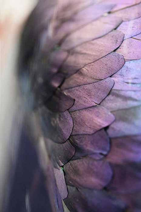 Terry Davis - Subtle Feathers