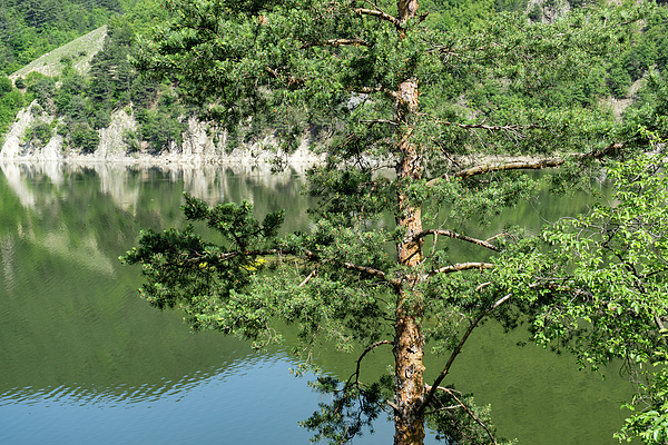 Mountain Forest Pine Trees Sticker