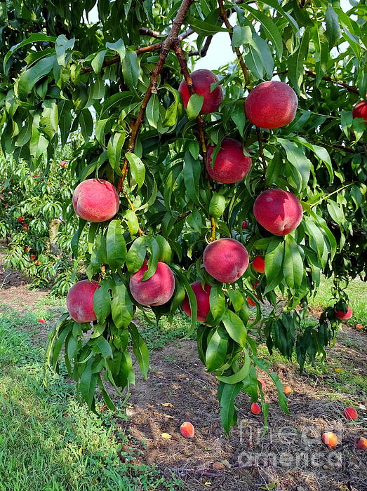 https://images.fineartamerica.com/images/artworkimages/medium/1/summer-peach-tree-ed-weidman.jpg