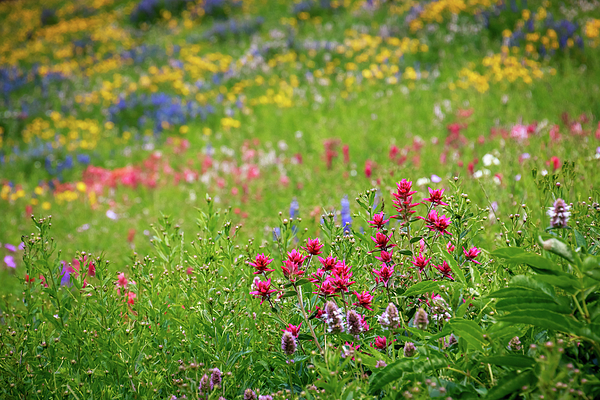 Summer Photographs