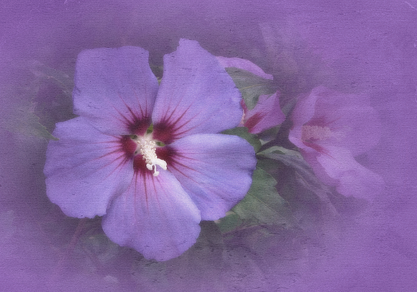 Flower Photographs